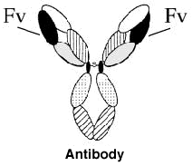 How an antibody makes contact